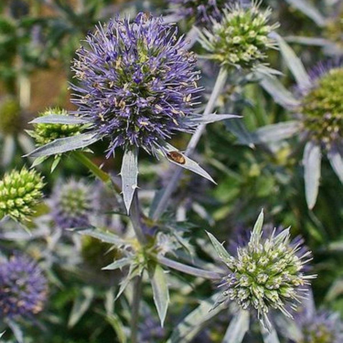 Blue Sea Holly seeds