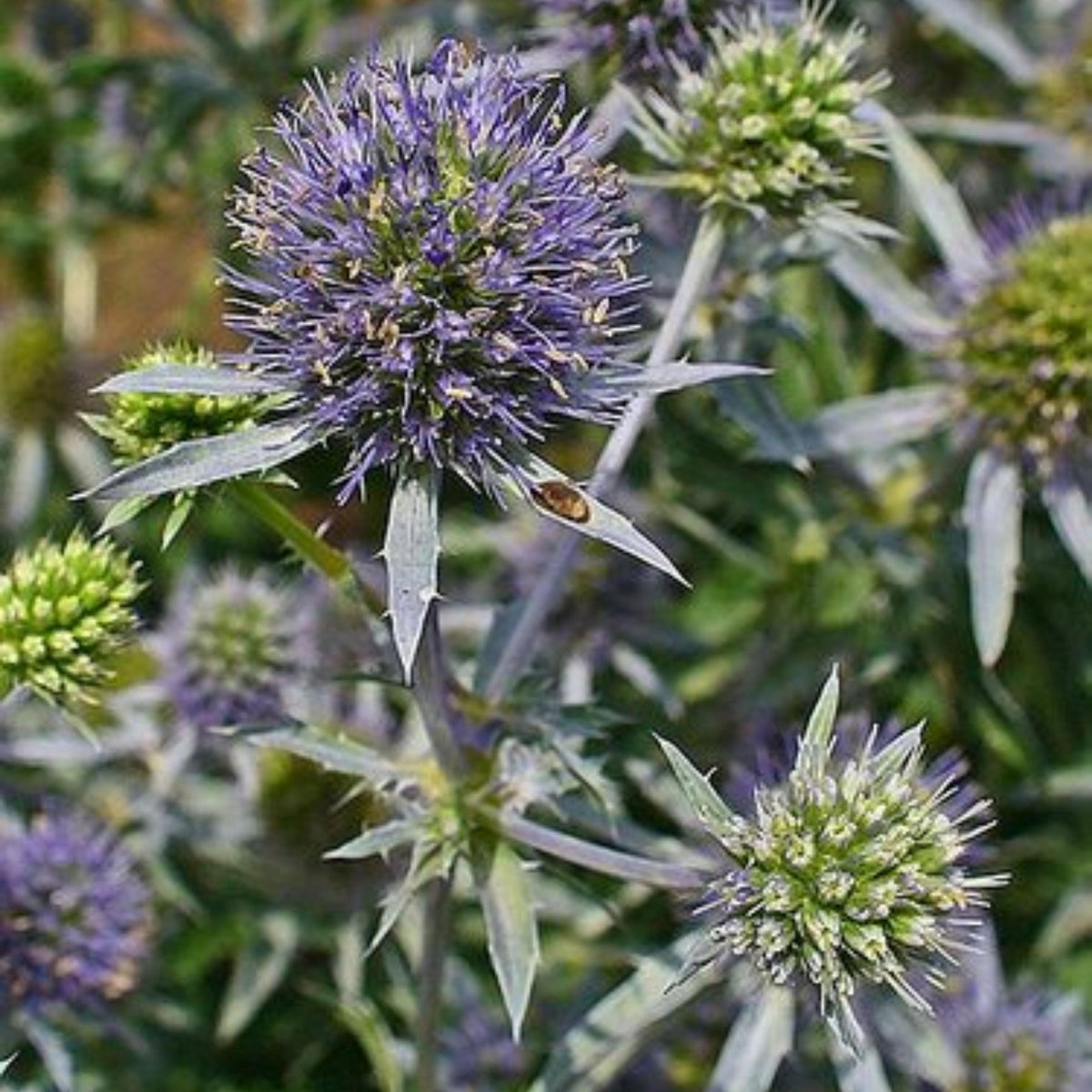 Blue Sea Holly seeds