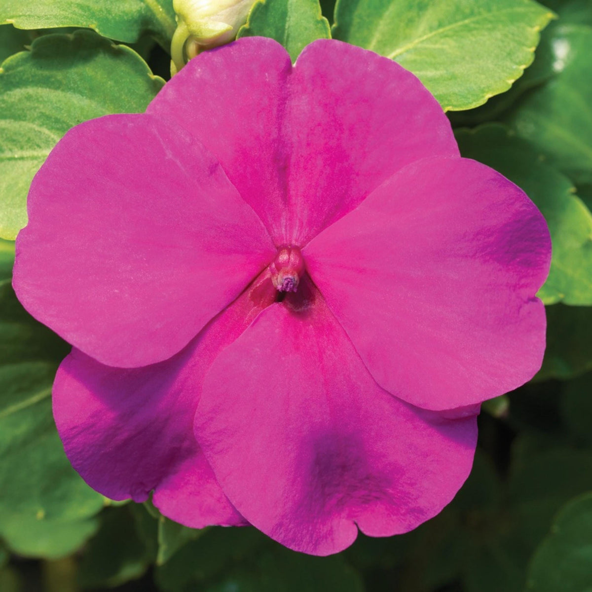 Accent Premium Mix Impatiens seeds