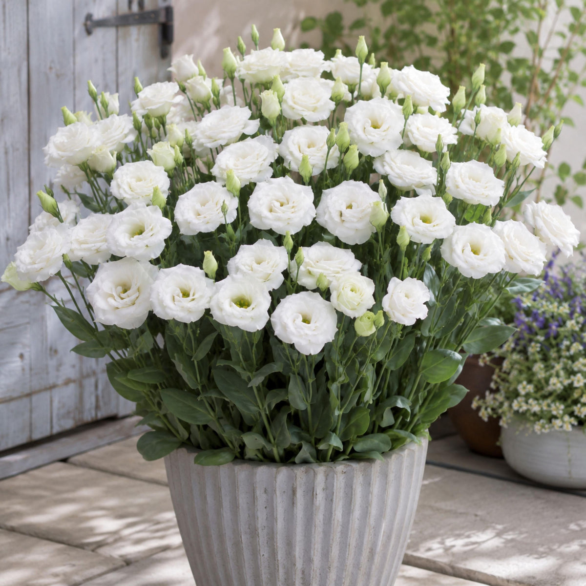 Echo White Eustoma Lisianthus seeds