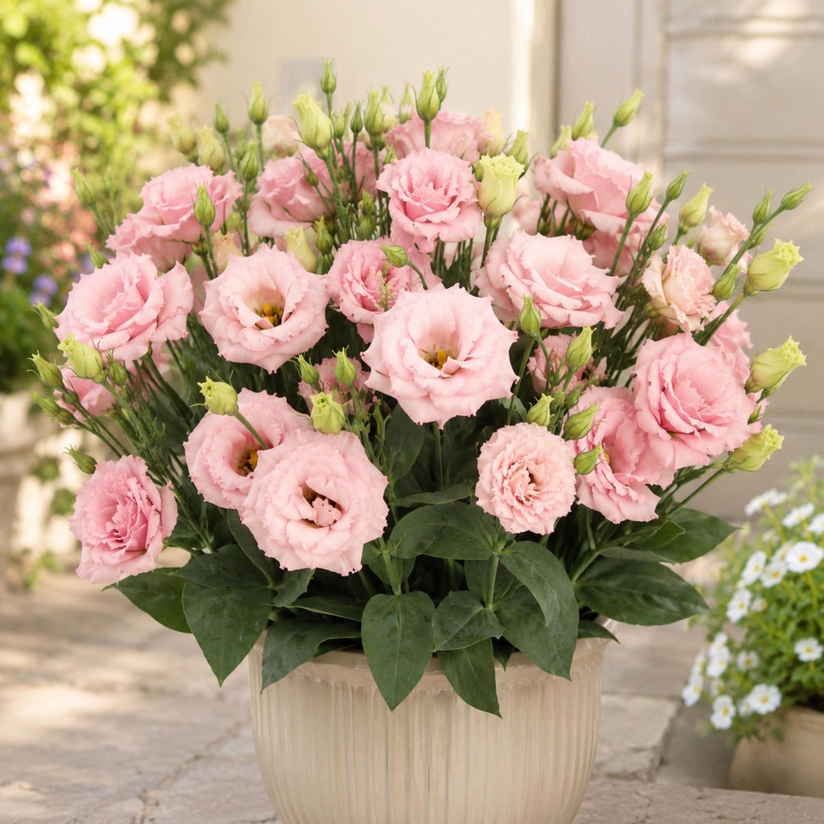 Echo Pink Eustoma Lisianthus seeds