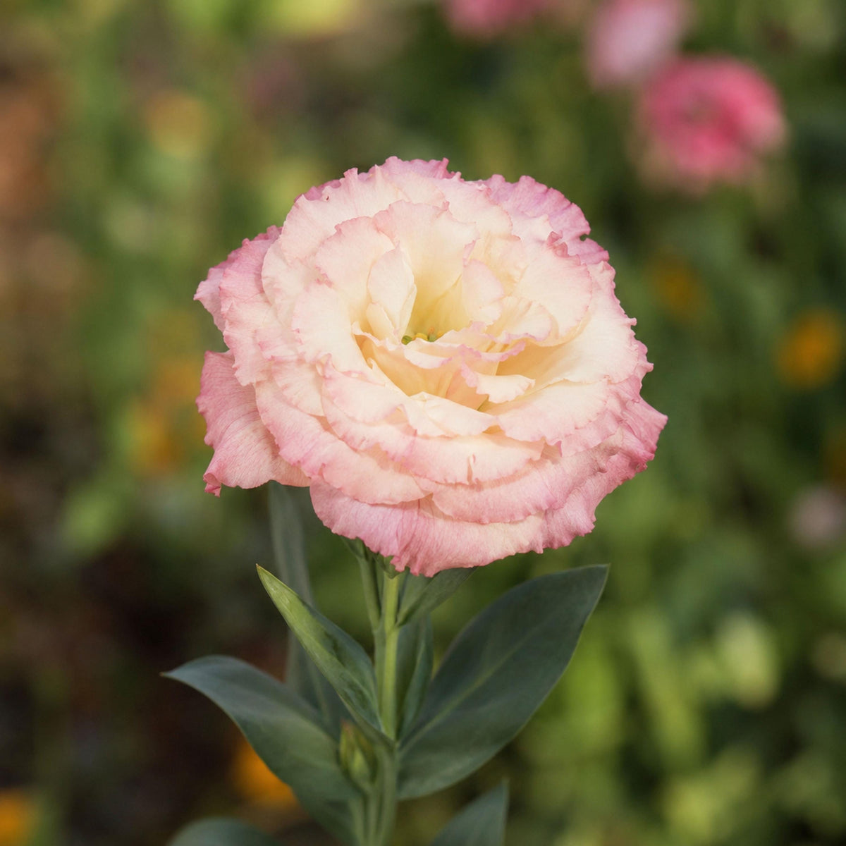 Echo Champagne Eustoma Lisianthus seeds