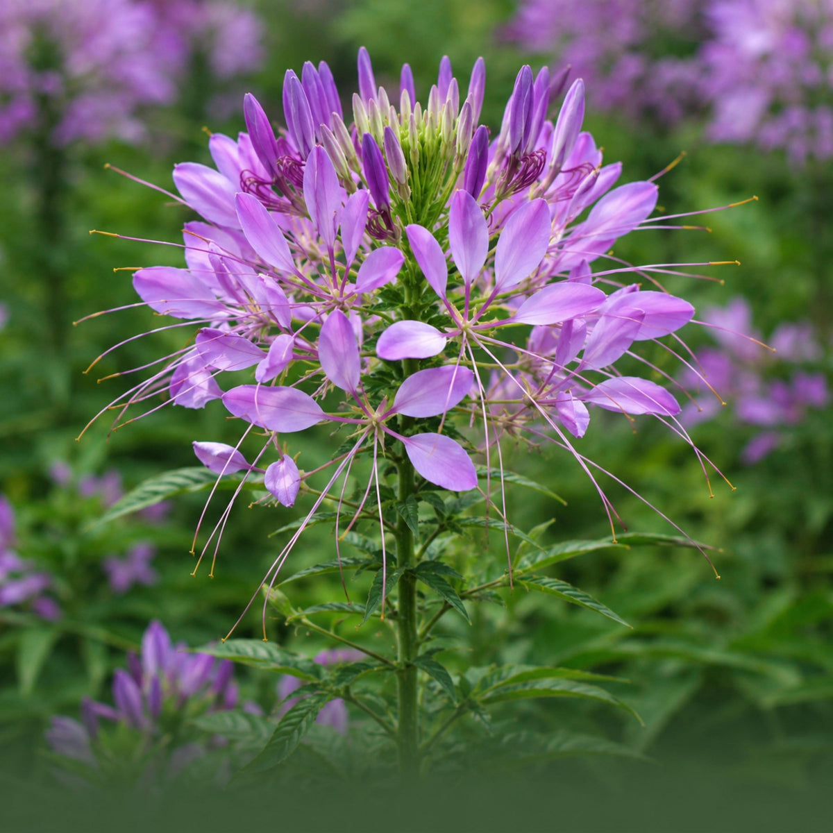 Sparkler Lavender Cleome seeds
