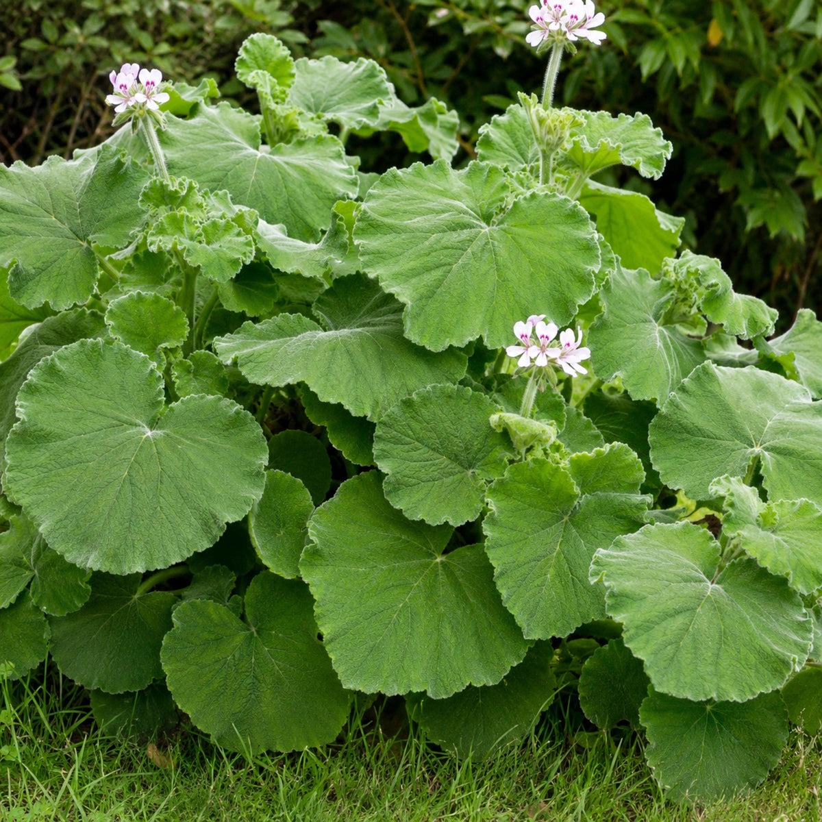 Peppermint Geranium seeds