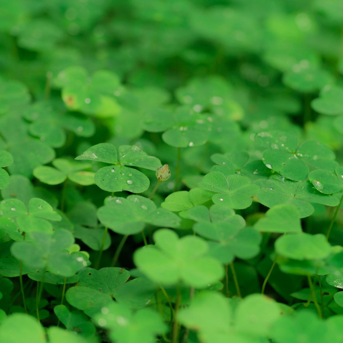 Mini Clover Lawn Seeds Coated seeds