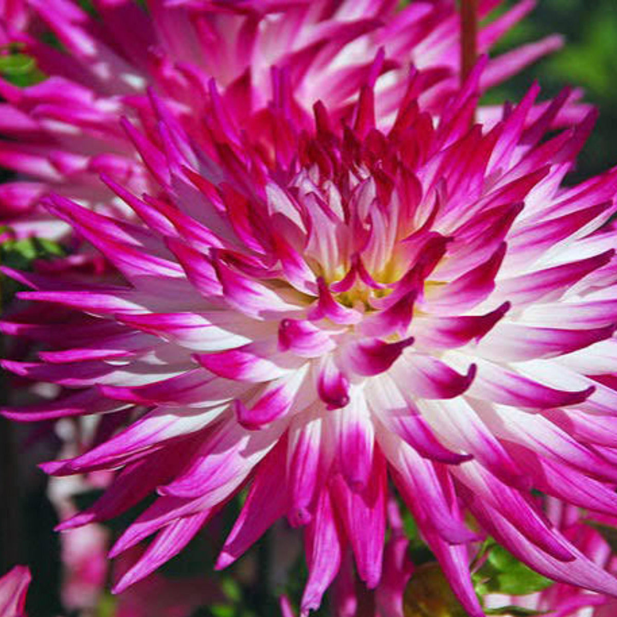 Dutch Explosion Dahlia seeds