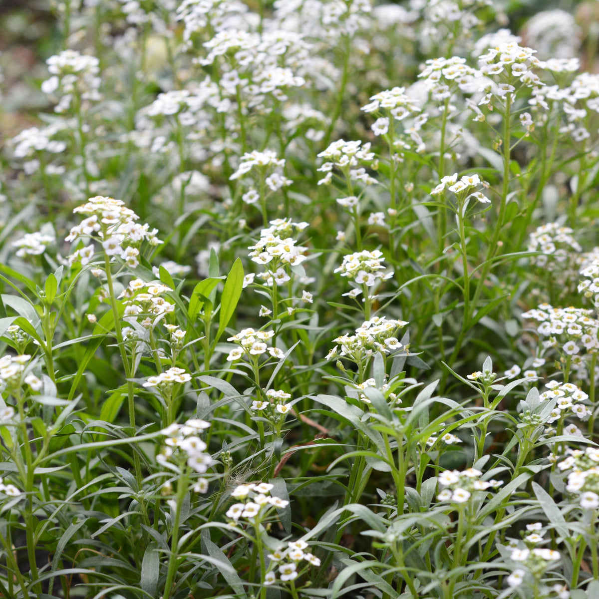 Carpet of Snow Sweet Alyssum seeds