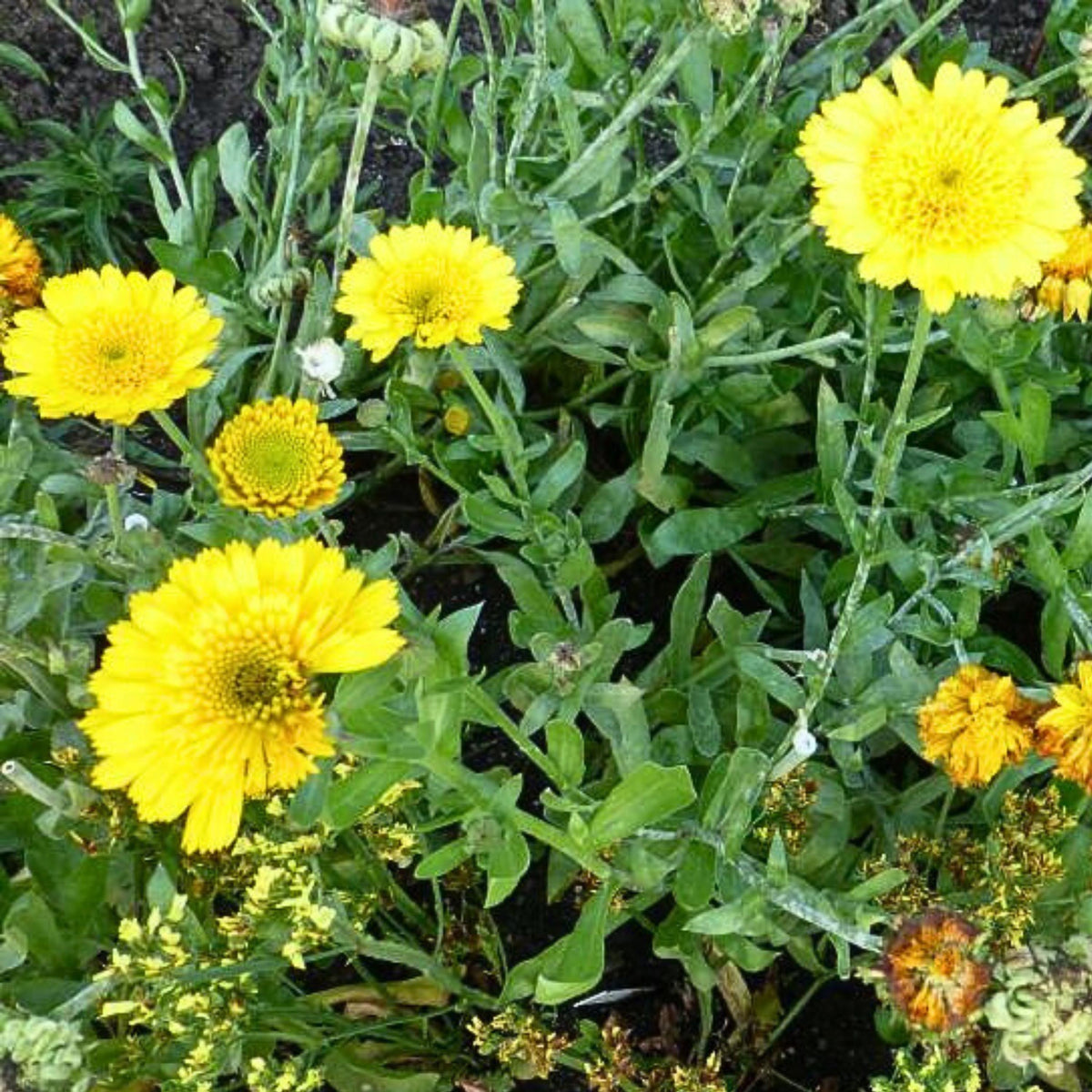 Golden Princess Calendula seeds