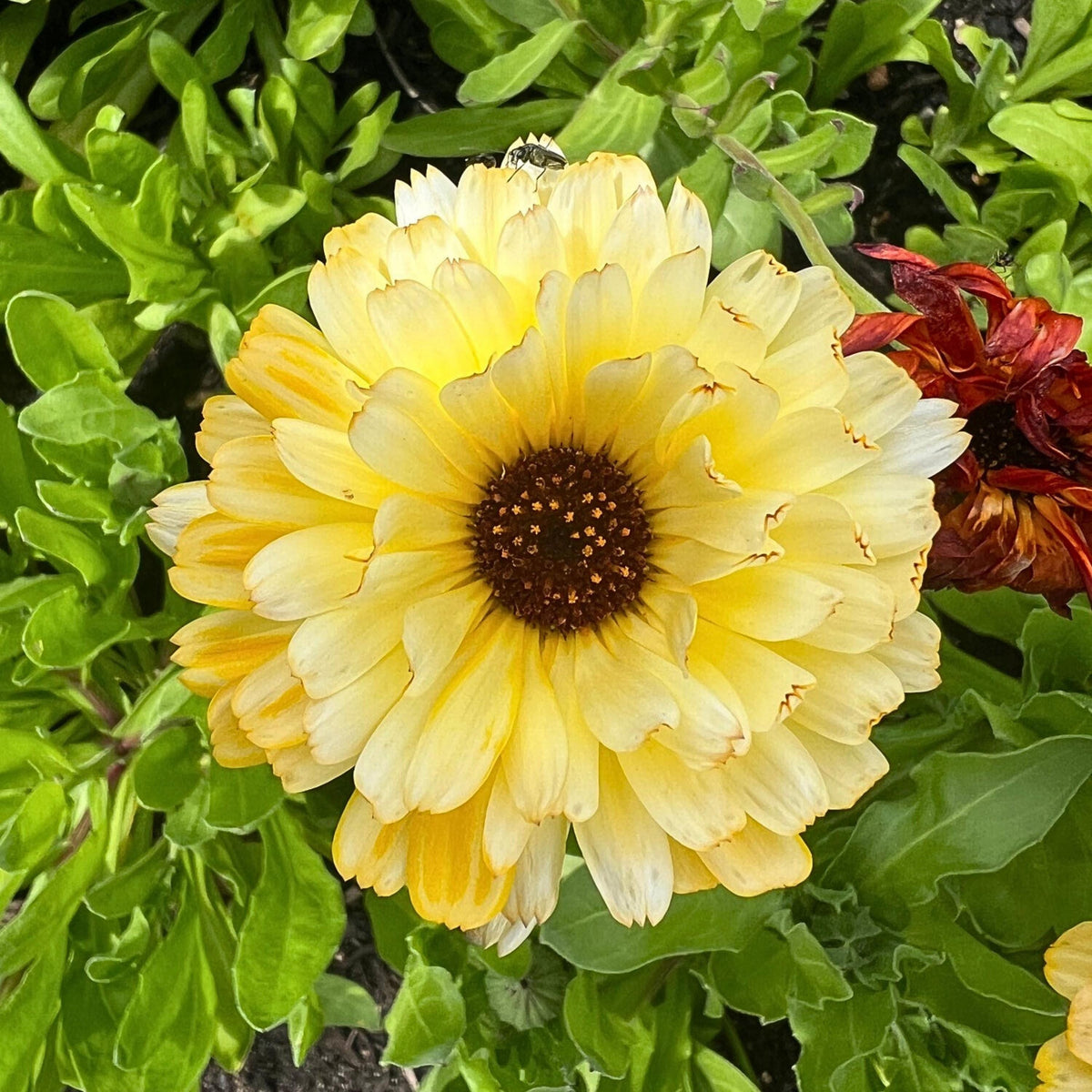 Snow Princess Calendula seeds