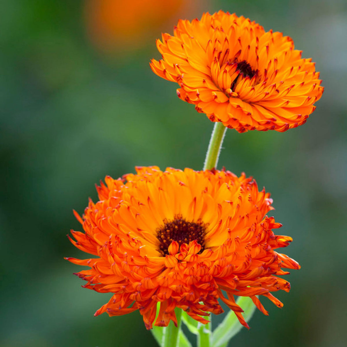 Neon Calendula seeds