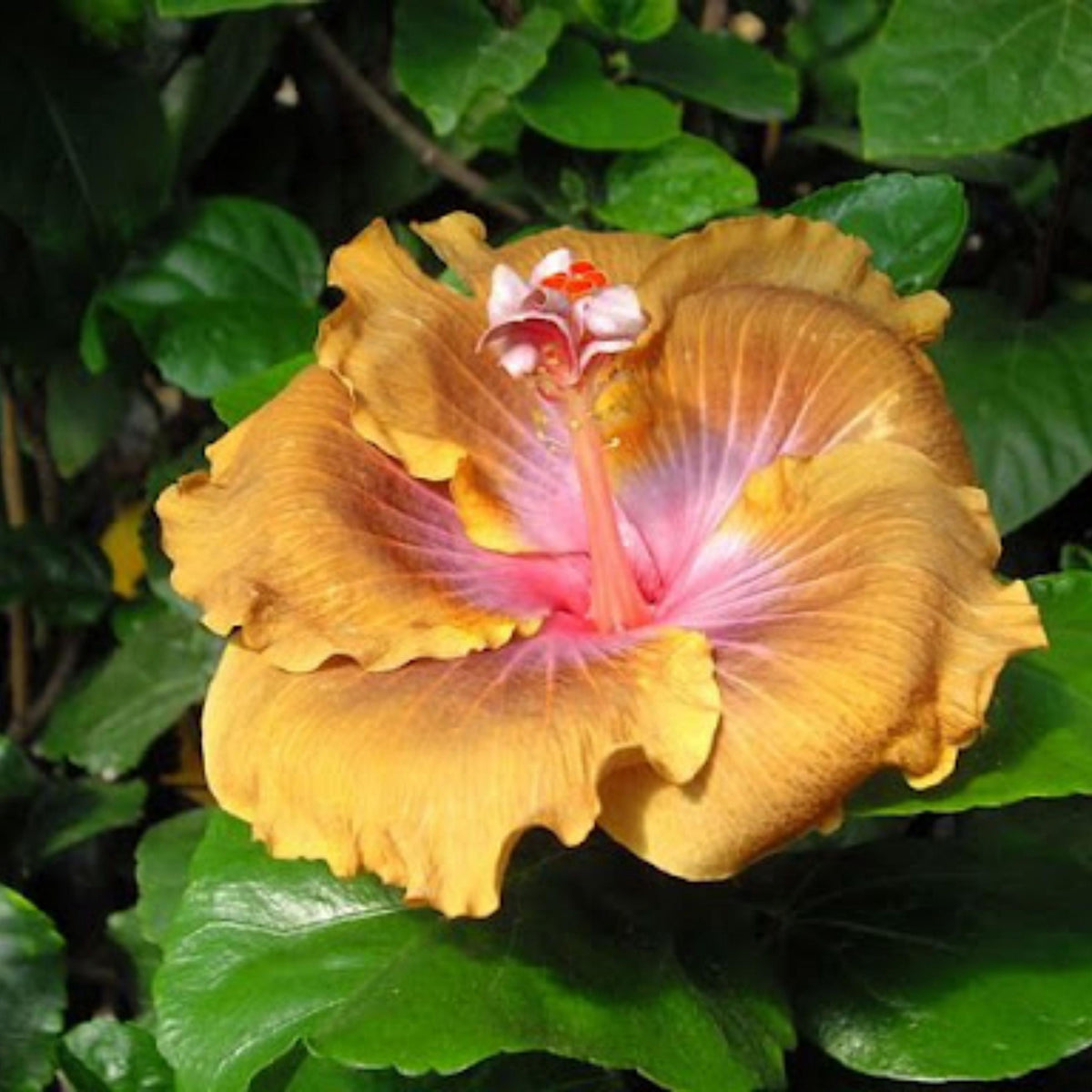 Taiwan Desert Eagle Hibiscus seeds