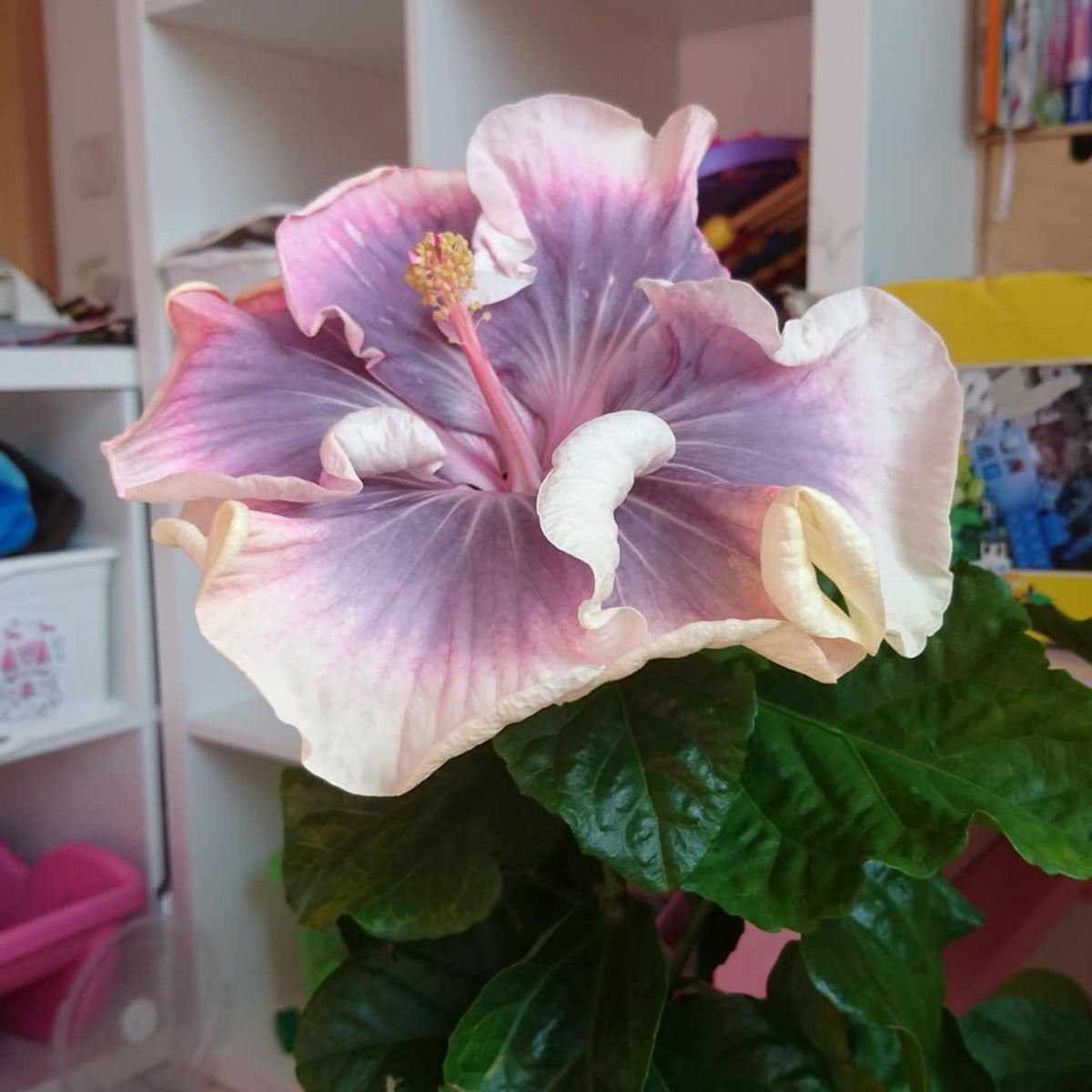 Tahitian Princess Hibiscus seeds