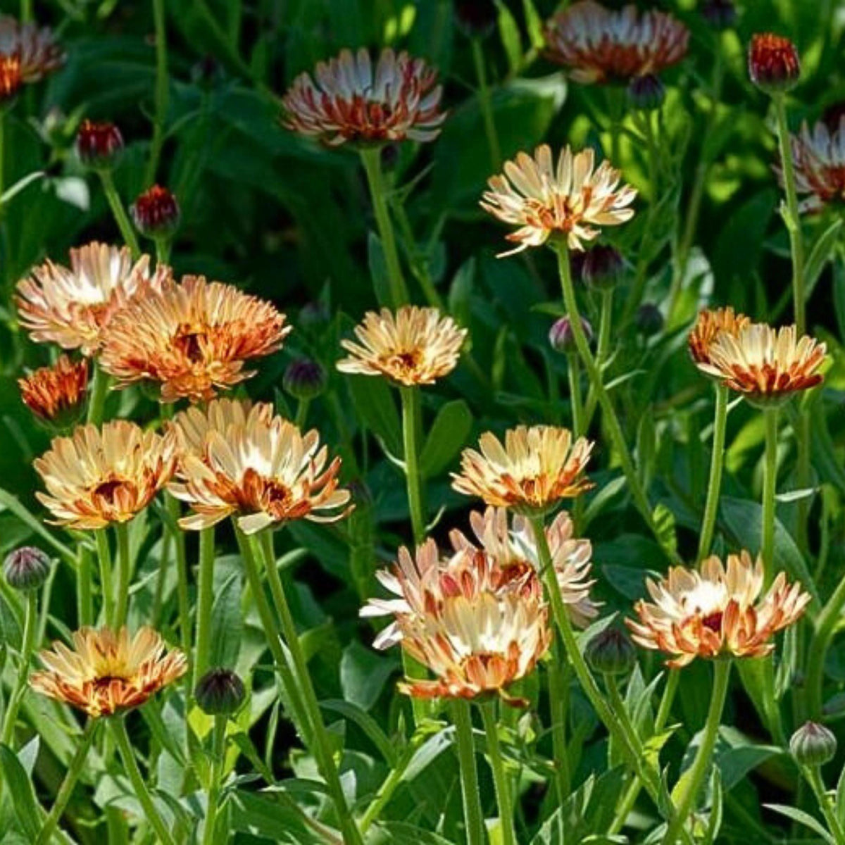 Sherbet Fizz Calendula seeds