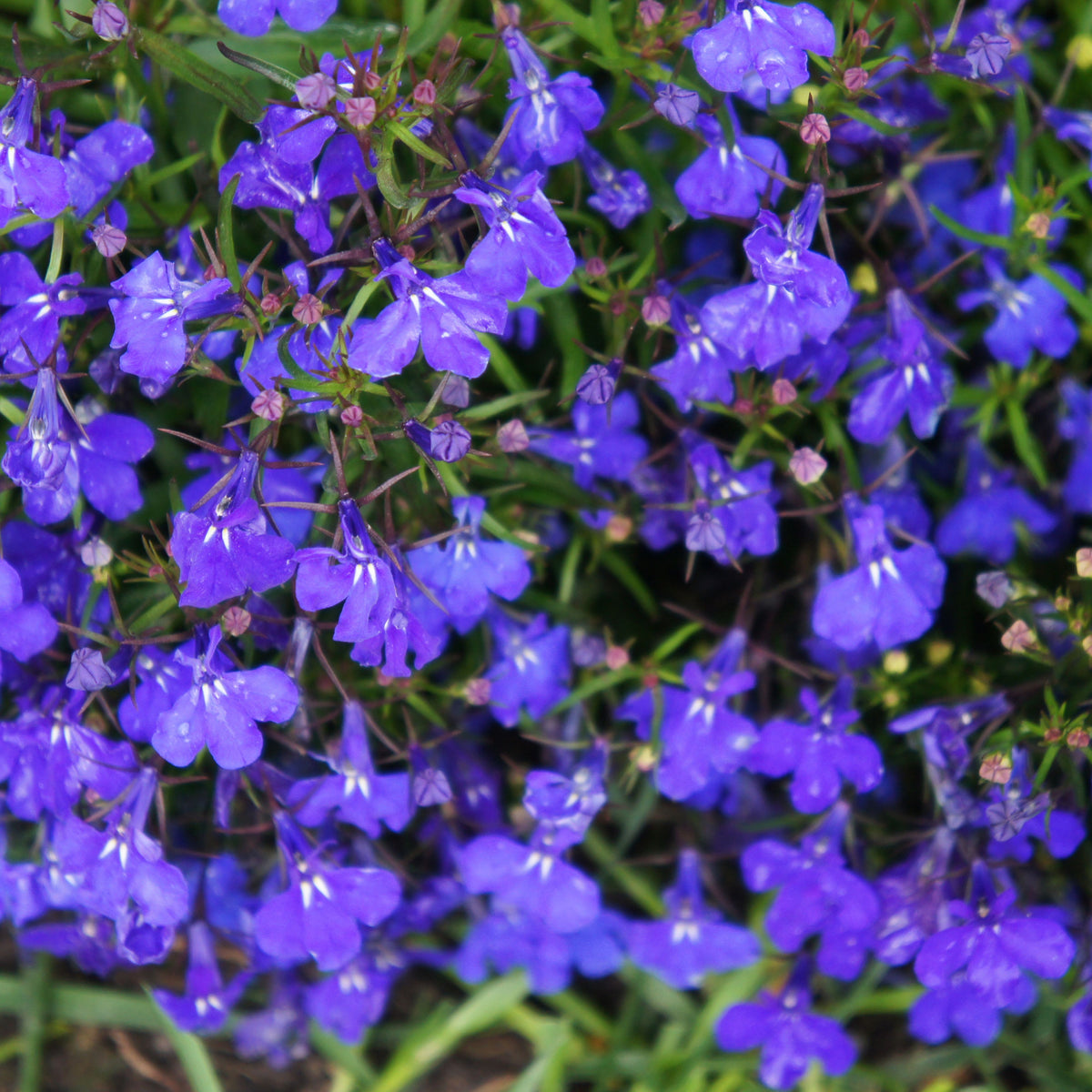 Regatta Midnight Blue Lobelia Erinus Seeds, 30+ seeds