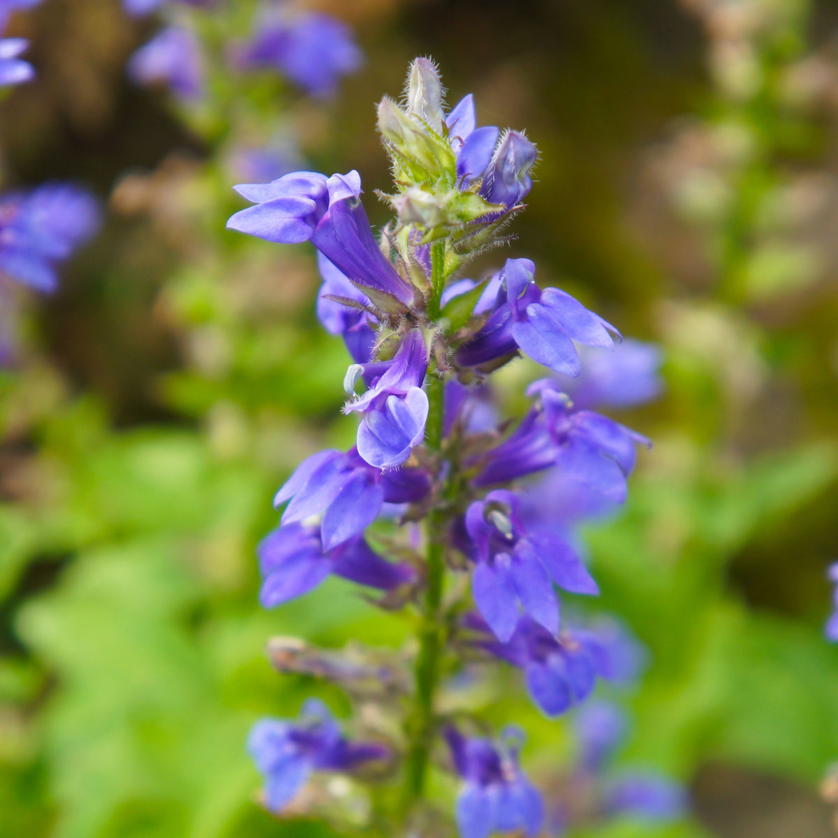 Lobelia Siphilitica Seeds - Great Blue Seeds, Annual, 30+ seeds