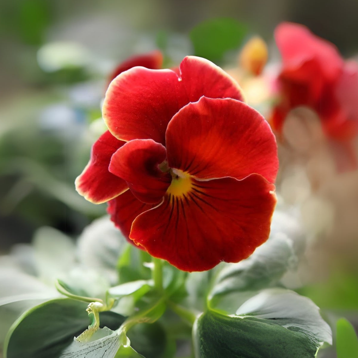 Red & Yellow Pansy Viola Wittrockiana Seeds, 25+ seeds