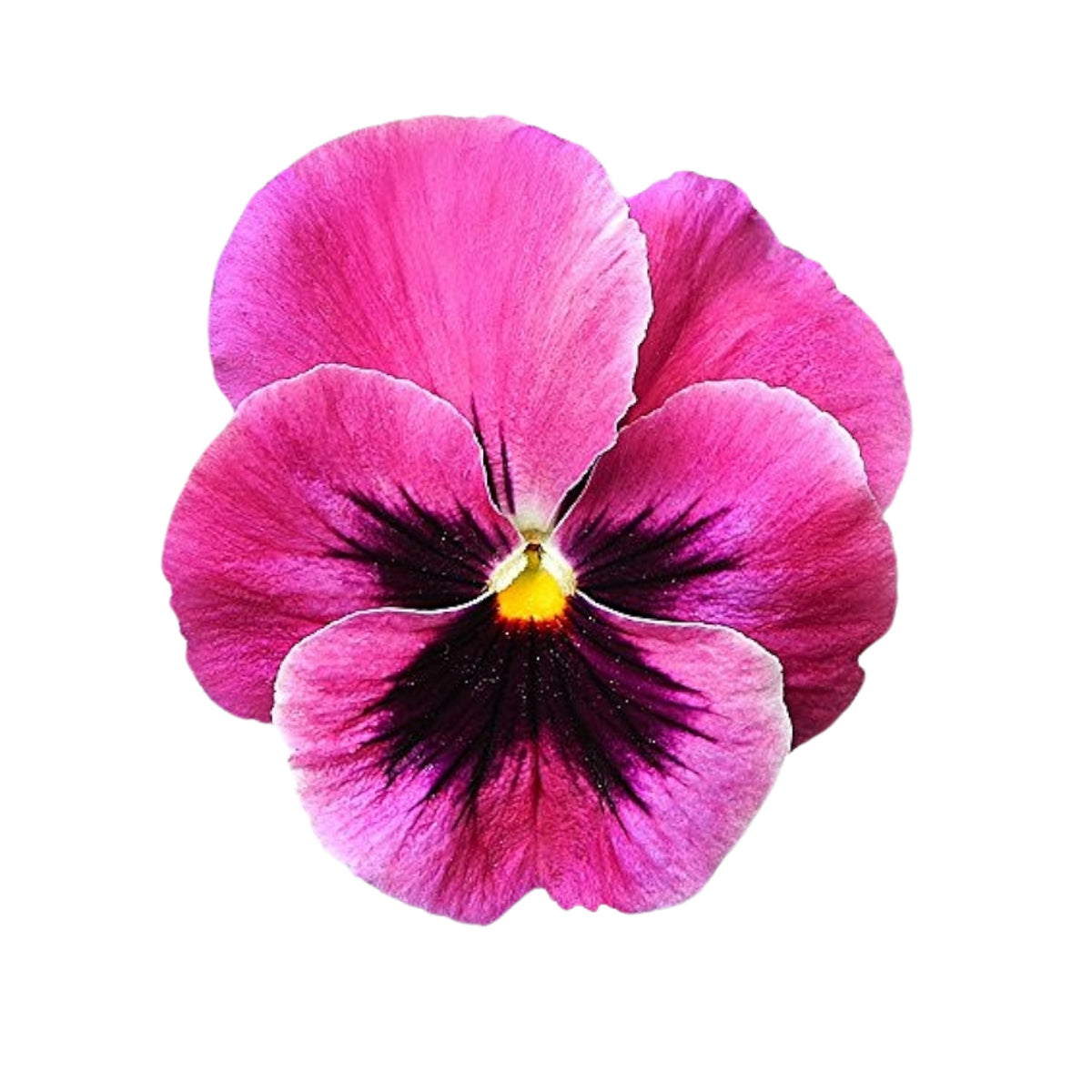 Raspberry Blotch Pansy Seeds - Swiss Giant Viola, 25+ seeds