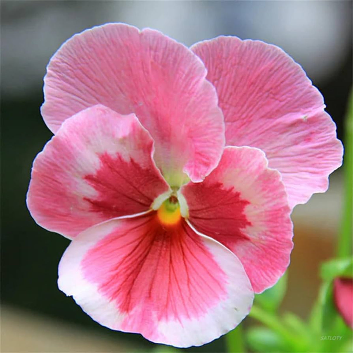 Pink Pansy Mix Color Wavy Viola Flower Seeds, 25+ seeds
