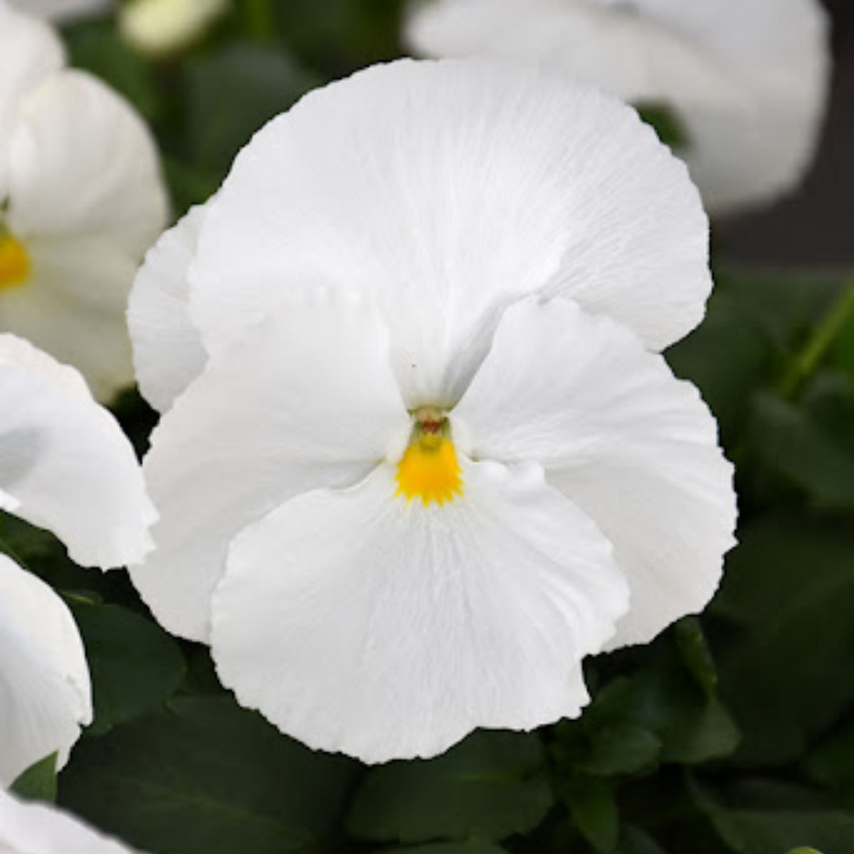 White Pansy Seeds Viola × Wittrockiana Seeds, 25+ seeds