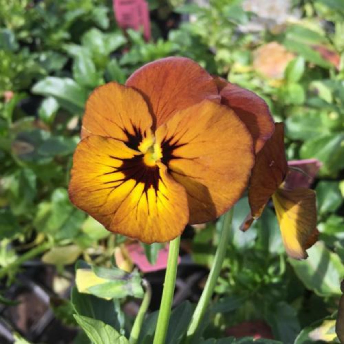 Viola 'Irish Molly' Seeds - Cold Resistant, 25+ seeds
