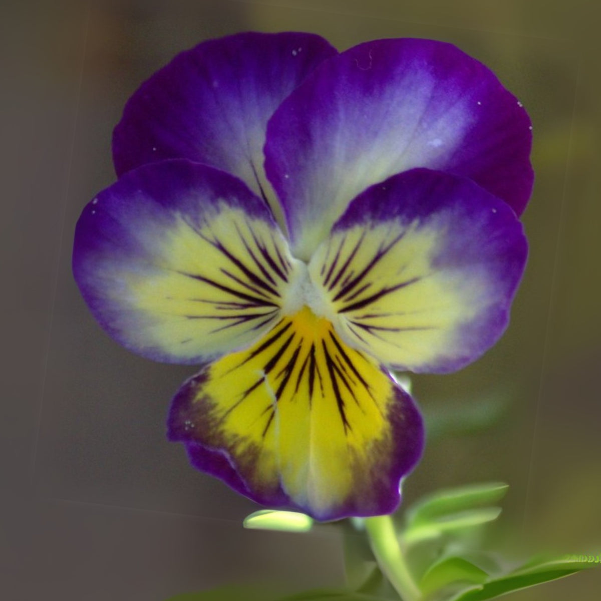 Penny Primrose Picotee Viola Seeds - Cold Resistant, 25+ seeds