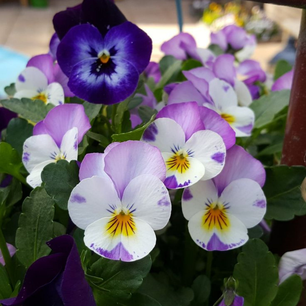 Sorbet Pink Wing Viola Seeds - Cold Resistant, 25+ seeds