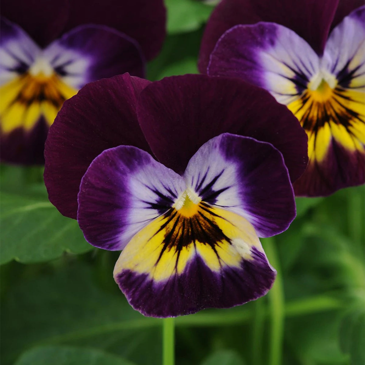 Sorbet Midnight Glow Viola Seeds - Cold Resistant, 25+ seeds