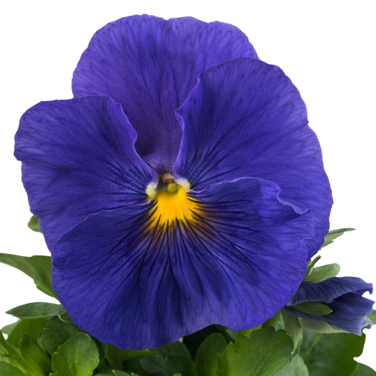 Future Mix Pansy Seeds - Cold Resistant, 25+ seeds