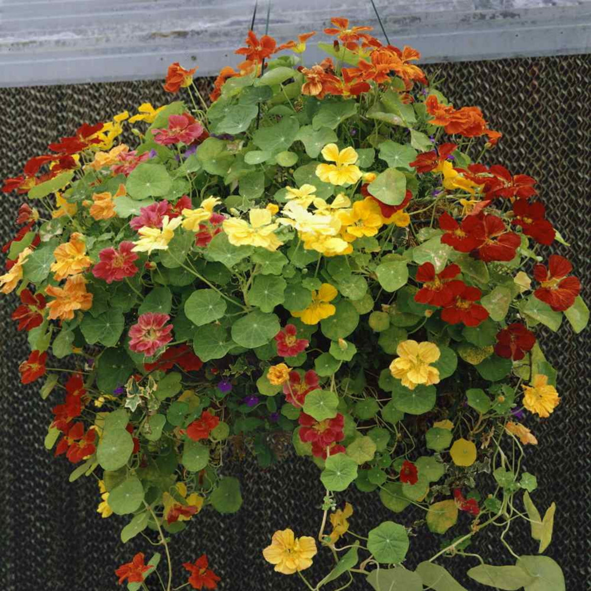 Nasturtium (Dwarf) Seeds - Jewel Mix Seeds, 10+ seeds