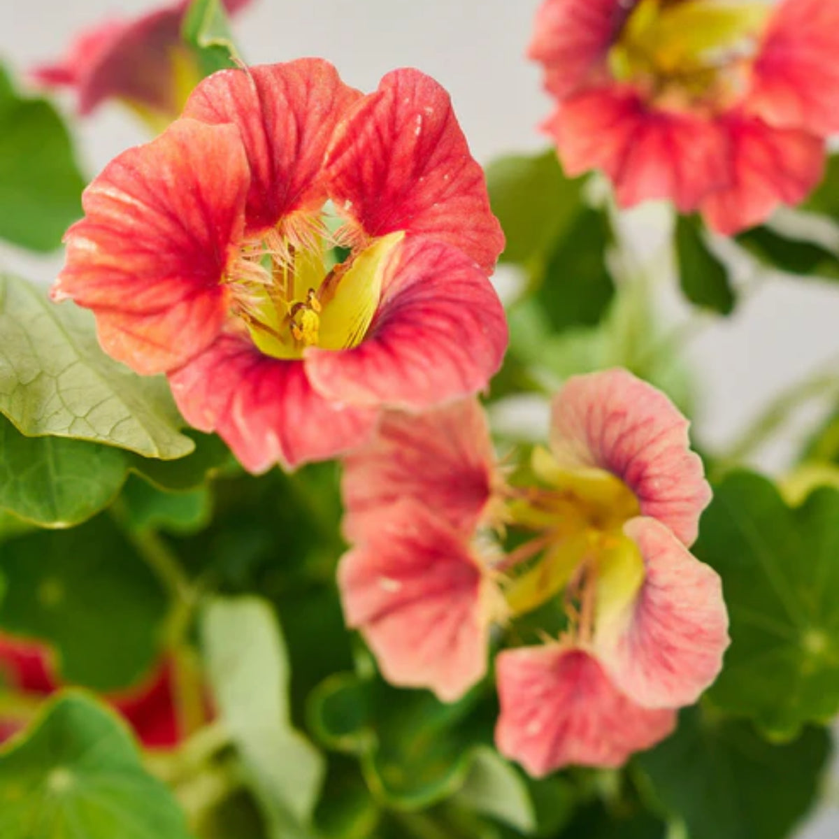 Nasturtium Ladybird Mix Seeds - Drought Resistant, Dwarf, 10+ seeds