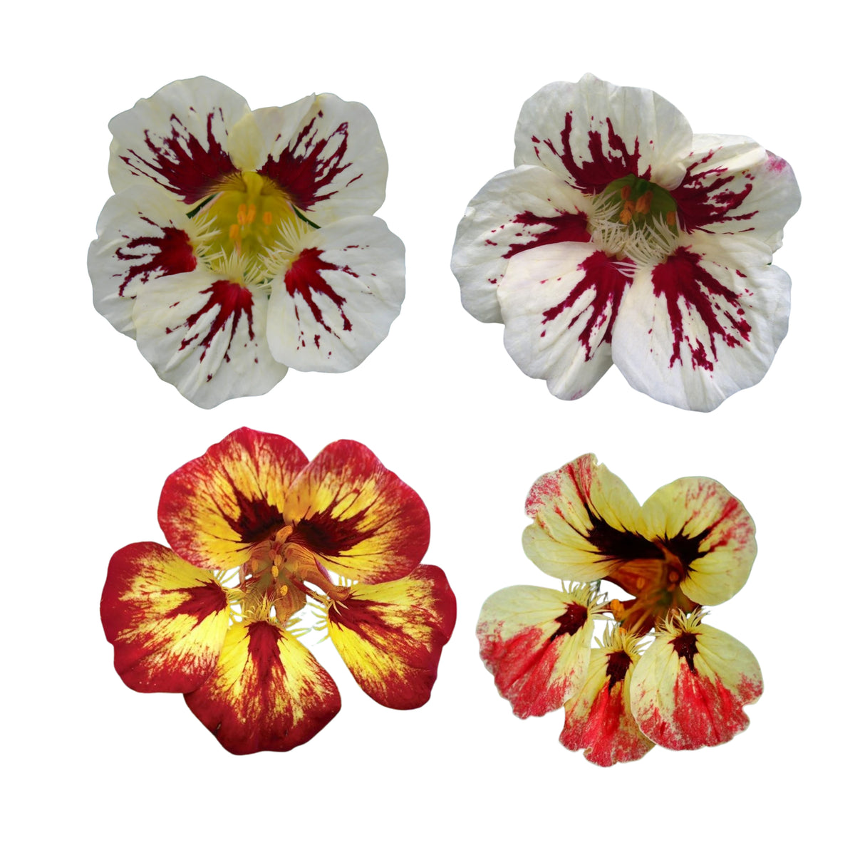 Orchid Cream & Orchid Flame Mix Seeds - Nasturtium Seeds, 10+ seeds