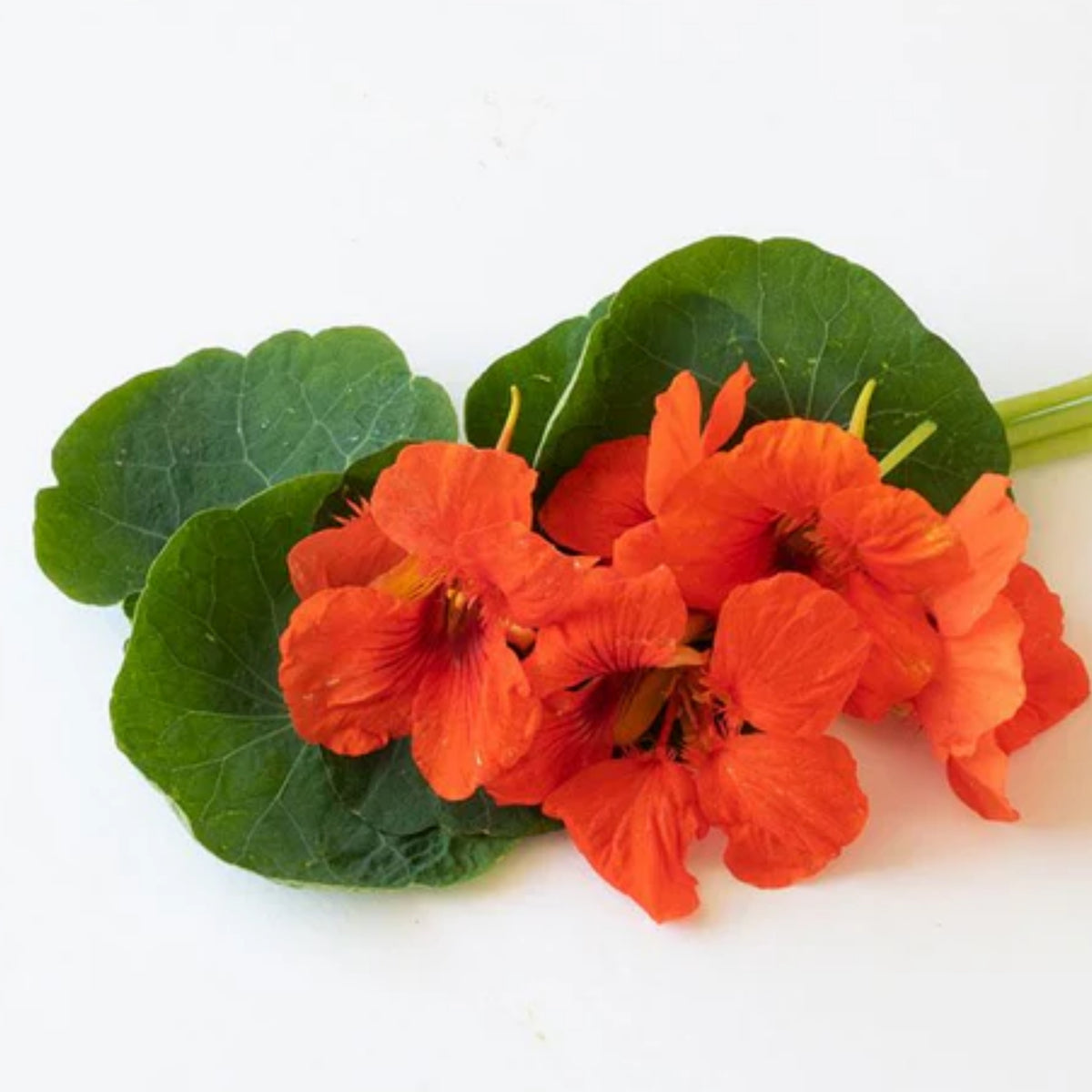 Empress of India Nasturtium Seeds - Drought Resistant, 10+ seeds