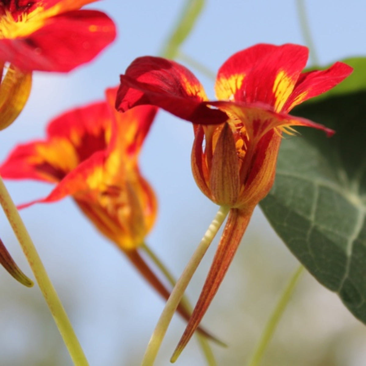 Orchid Flame Nasturtium Seeds - Drought Resistant, Dwarf, 10+ seeds