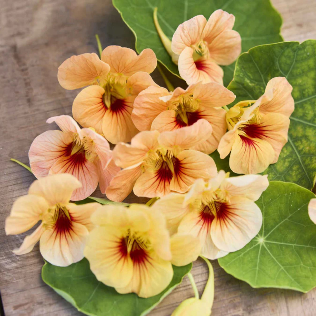 Tip Top Apricot Nasturtium Seeds - Drought Resistant, Dwarf, 10+ seeds