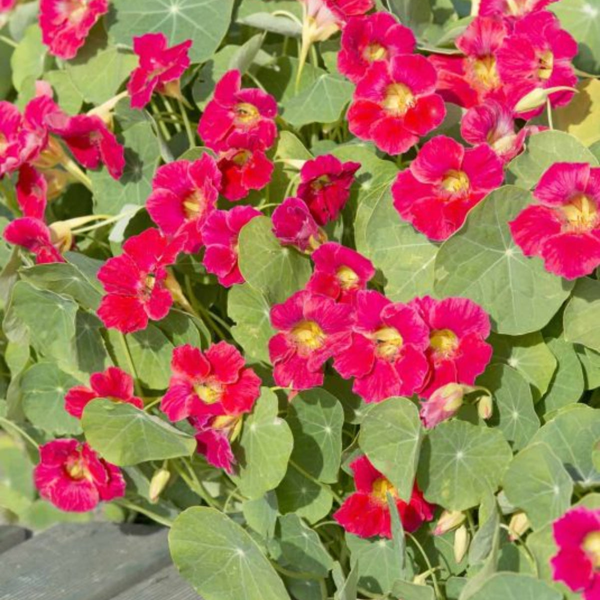 Tip Top Alaska Red Nasturtium Seeds - Drought Resistant, 10+ seeds
