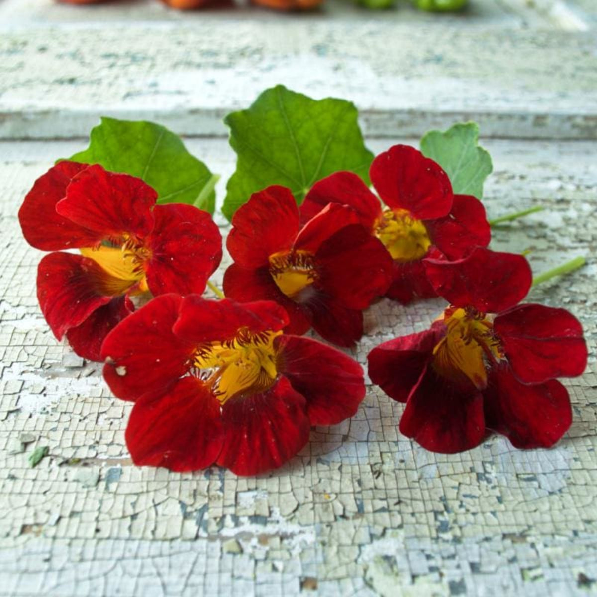 Black Velvet Nasturtium Seeds - Drought Resistant, Dwarf, 10+ seeds