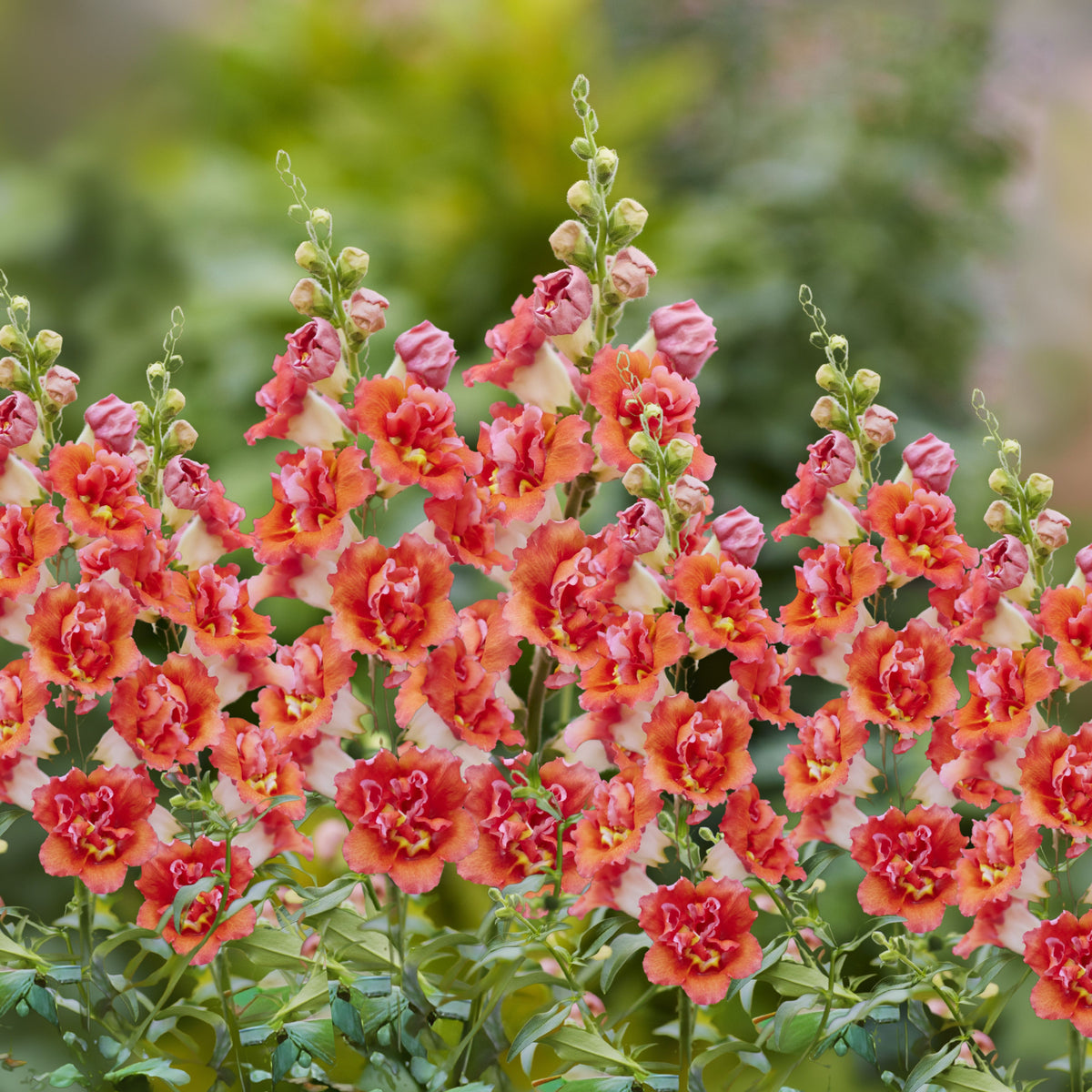 Doubleshot Orange Bicolor Snapdragon Seeds - Potted, 30 seeds