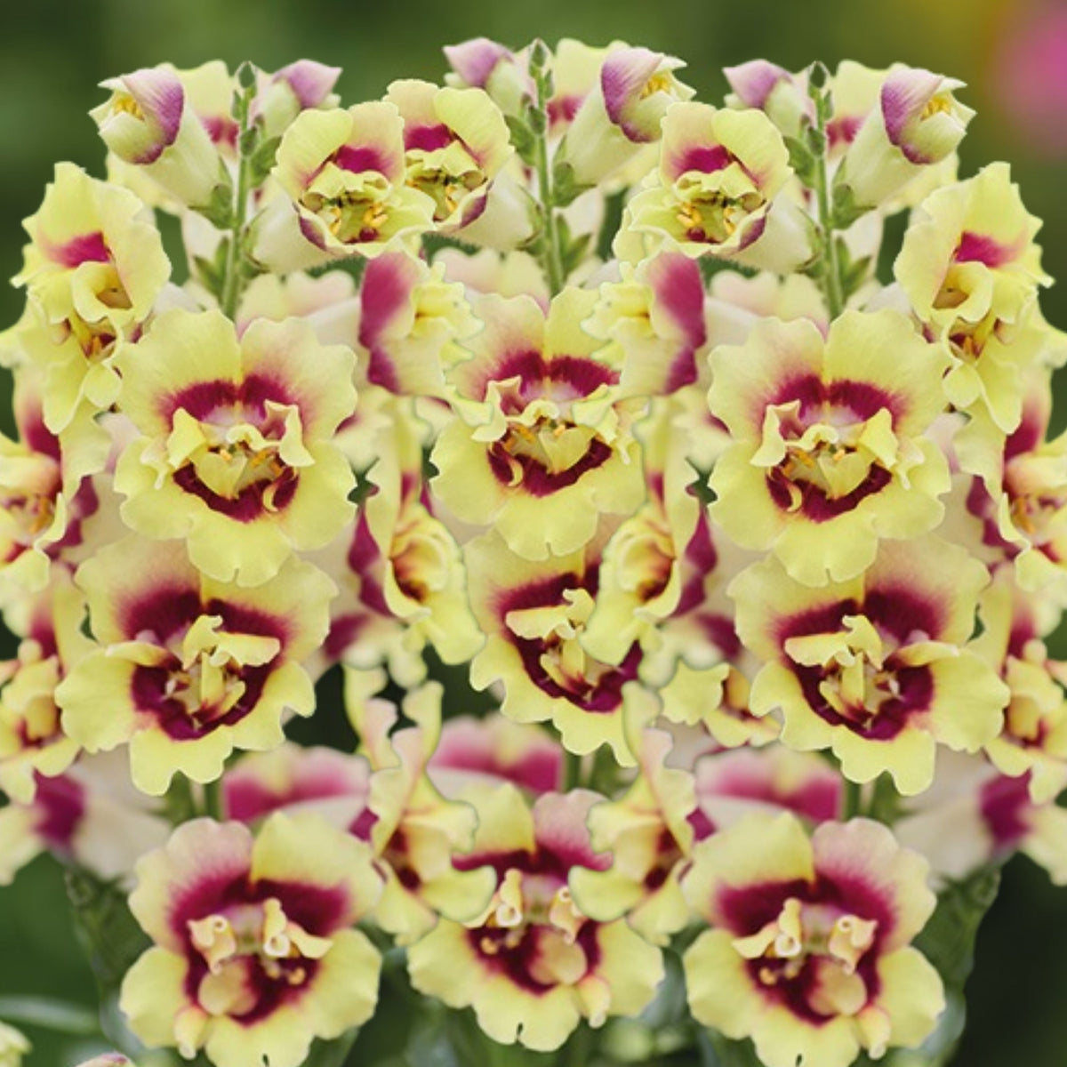 Doubleshot Yellow Red Heart Snapdragon Seeds - Potted, 30 seeds