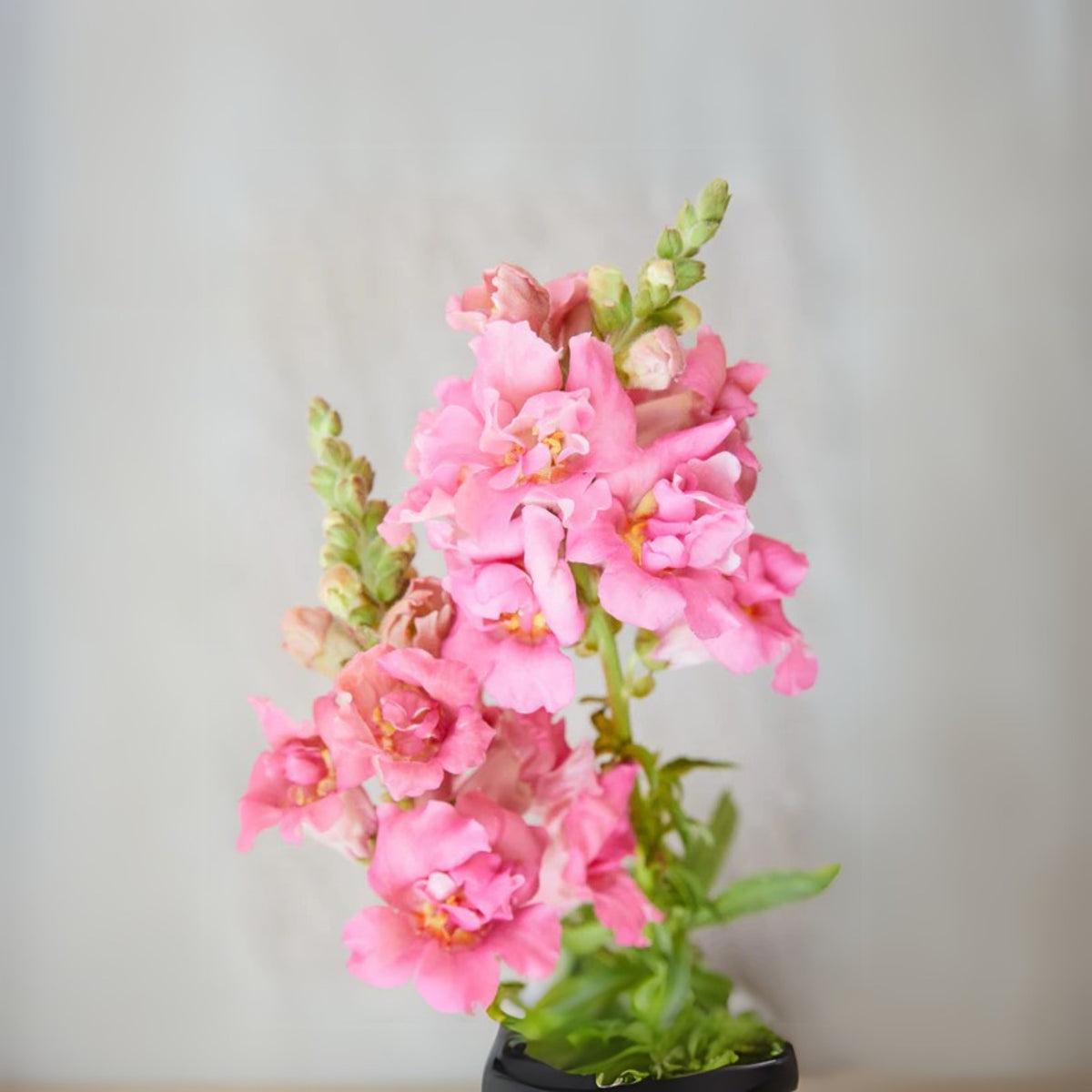 Madame Butterfly Rose Snapdragon Seeds - Cold Resistant, 30 seeds