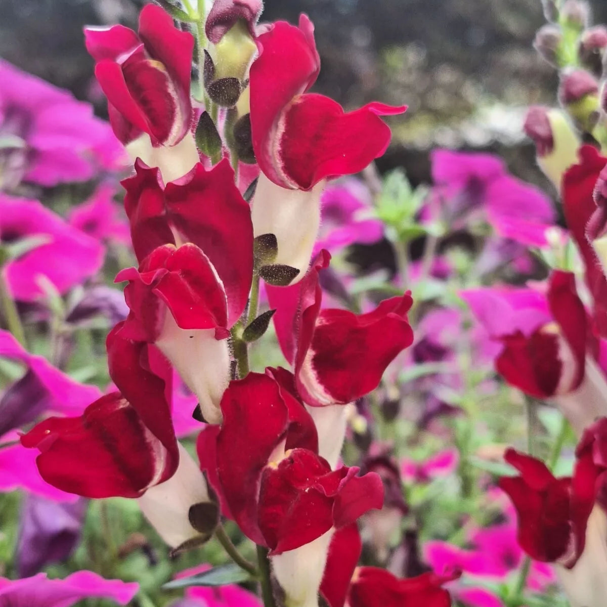 Snapdragons 'Mango Twist' Seeds, 30 seeds