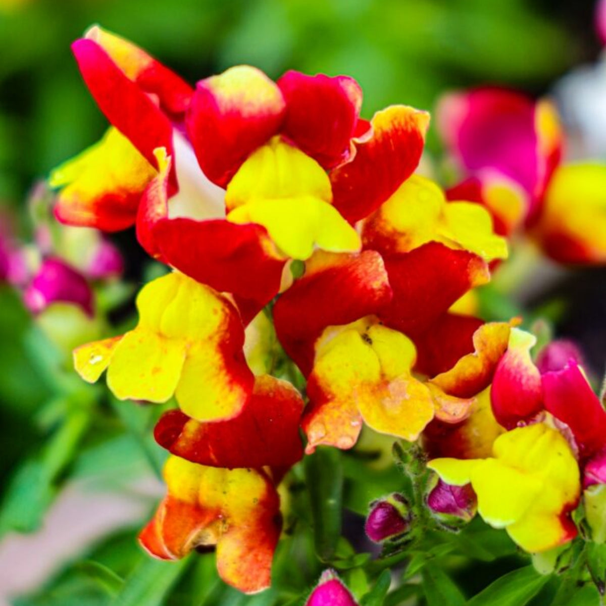 Snapshot Red Bicolor Snapdragon Seeds - Cold Resistant, 30 seeds