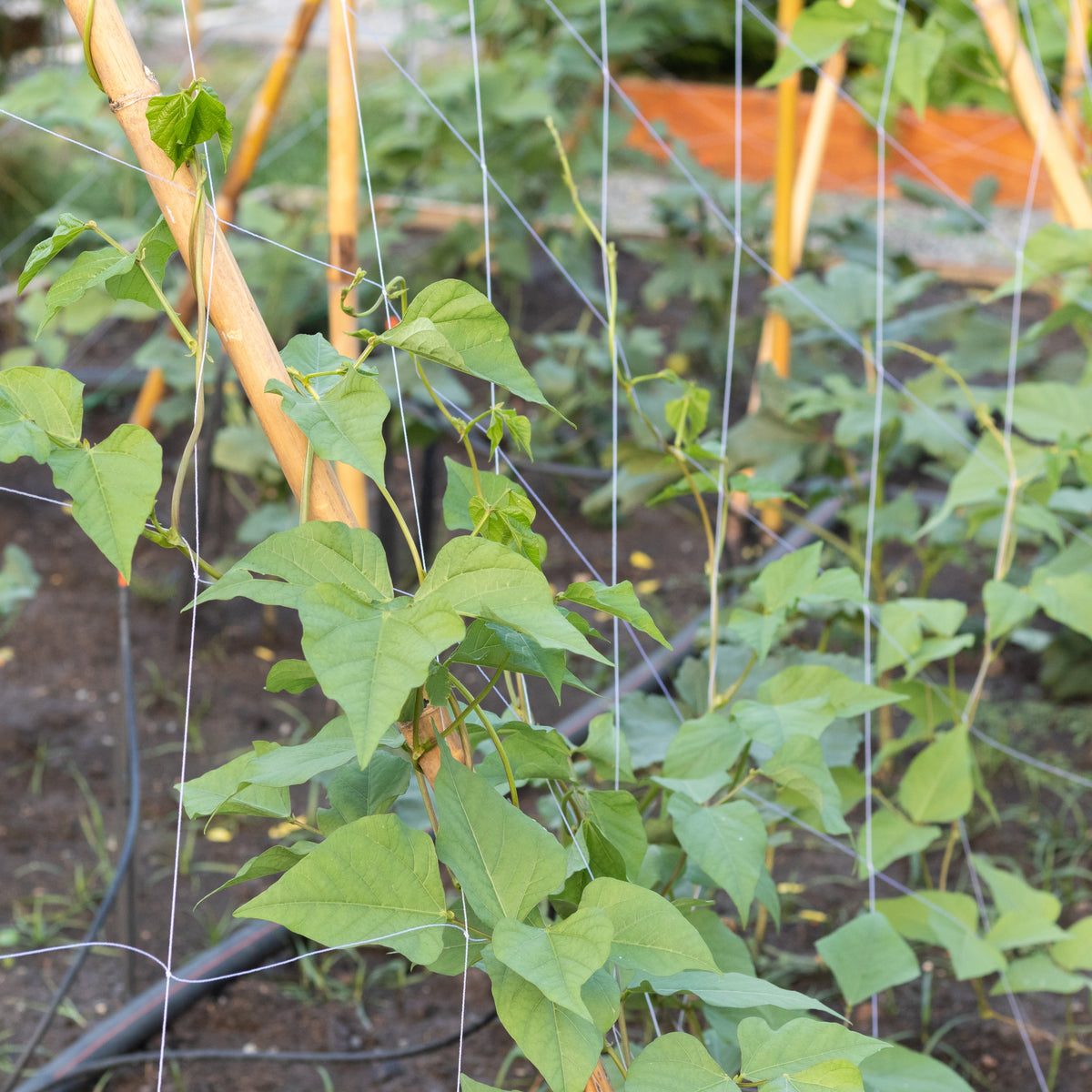 Winged Bean Seeds - Edible, Potted, 10+ seeds