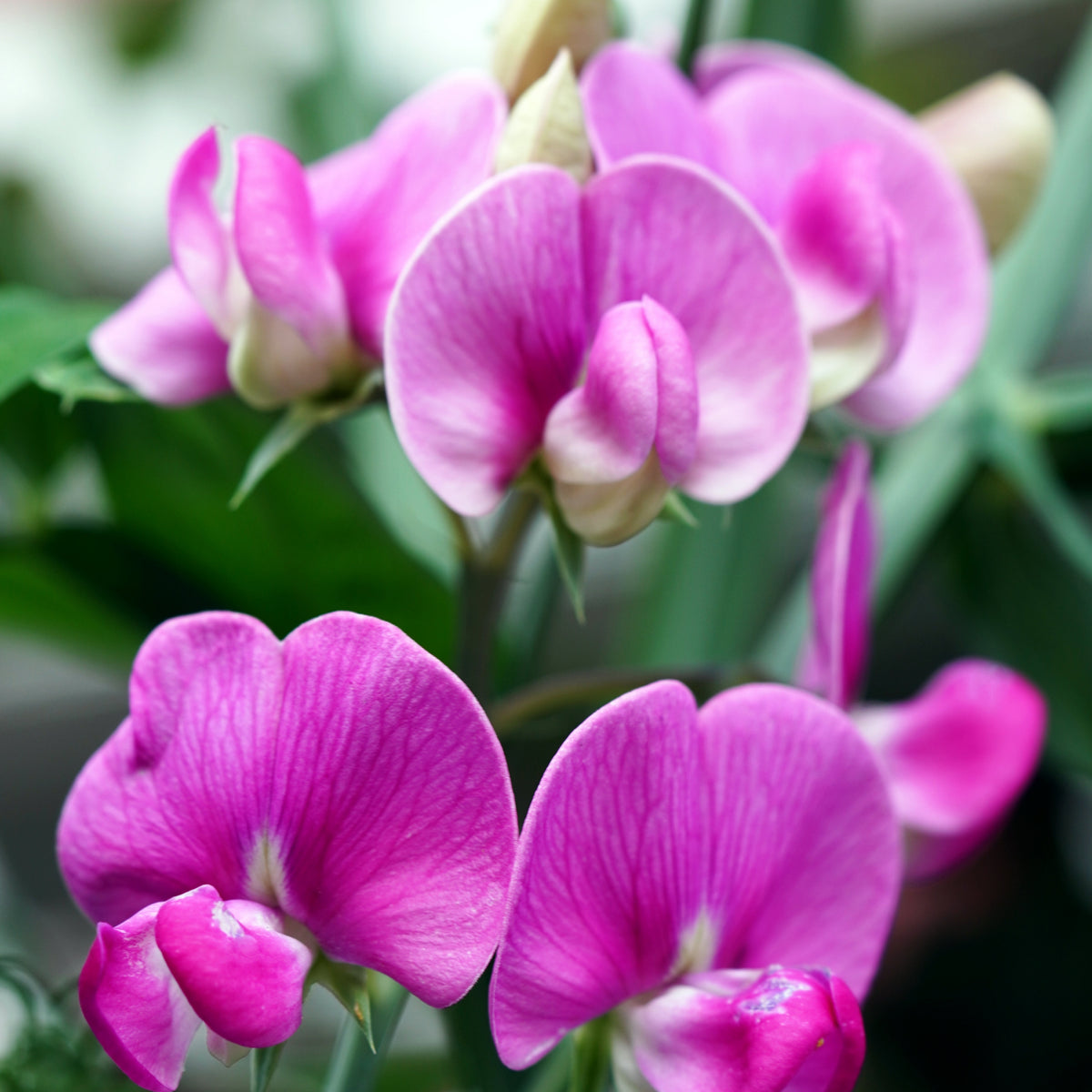 Common Vetch Seeds - Edible, Cold Resistant, 25+ seeds
