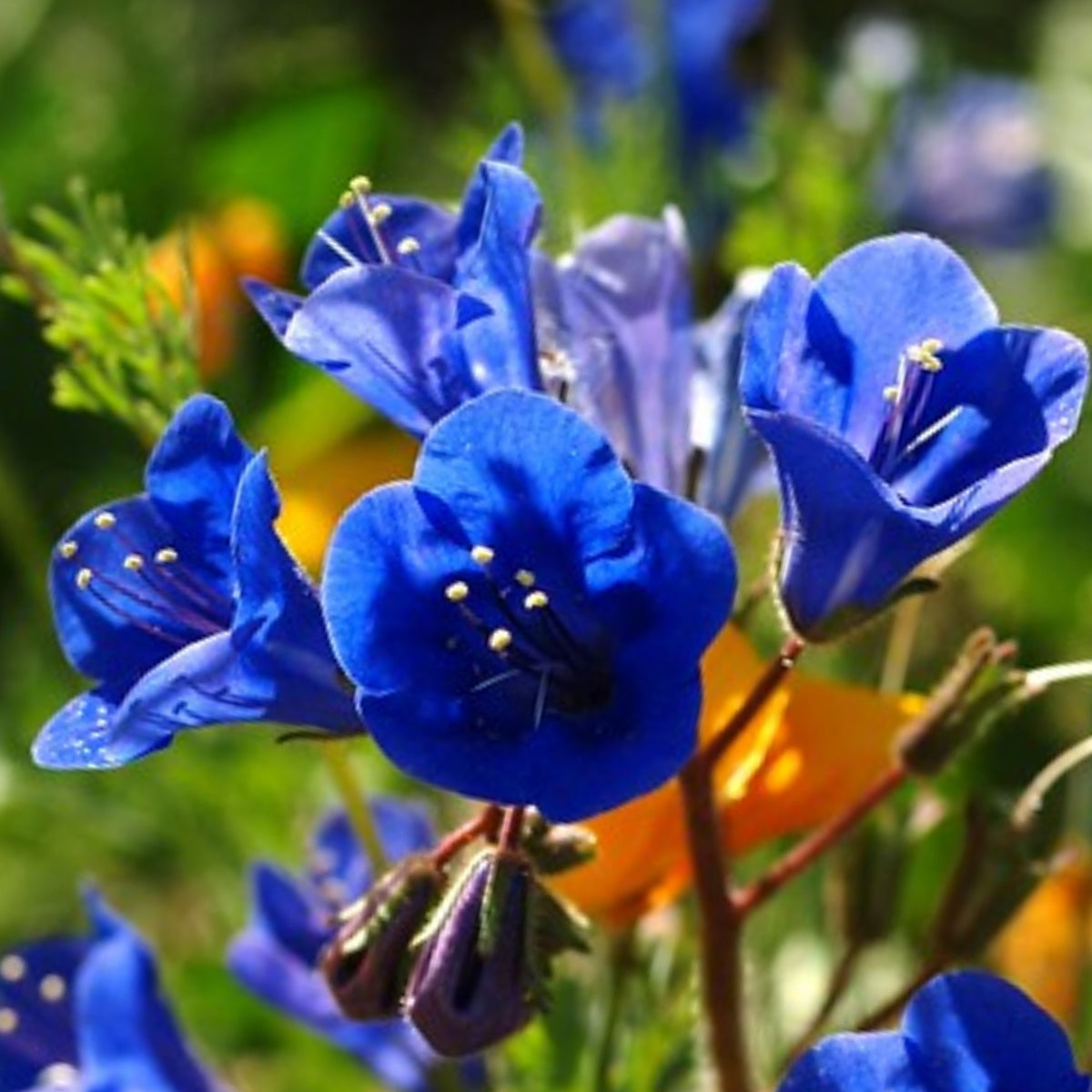 Phacelia-California Bluebell Seeds - Cold Resistant, 25+ seeds
