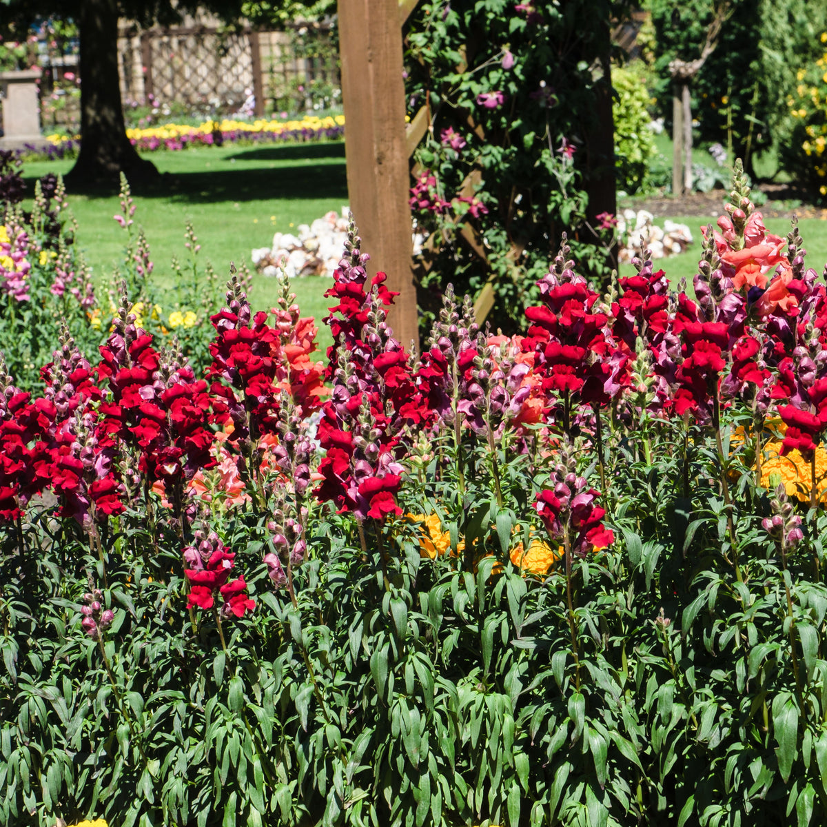 Black Prince Snapdragons Seeds - Cold Resistant, Potted, 30 seeds