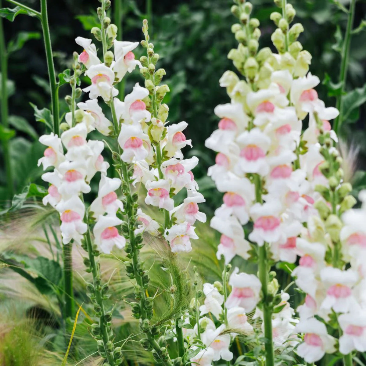 Opus Appleblossom Snapdragons Seeds - Cold Resistant, 30 seeds