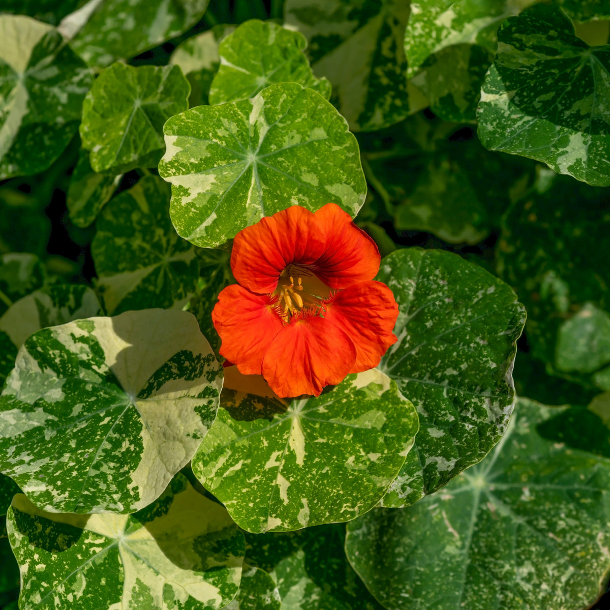Alaska Mix Nasturtium Seeds - Drought Resistant, Dwarf, 10+ seeds