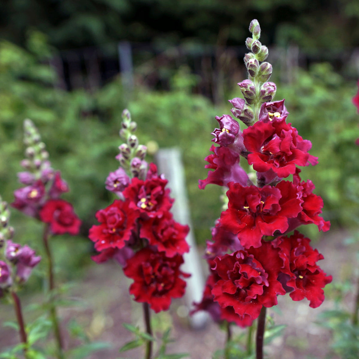 Red Madame Butterfly Snapdragons Seeds - Cold Resistant, 30 seeds