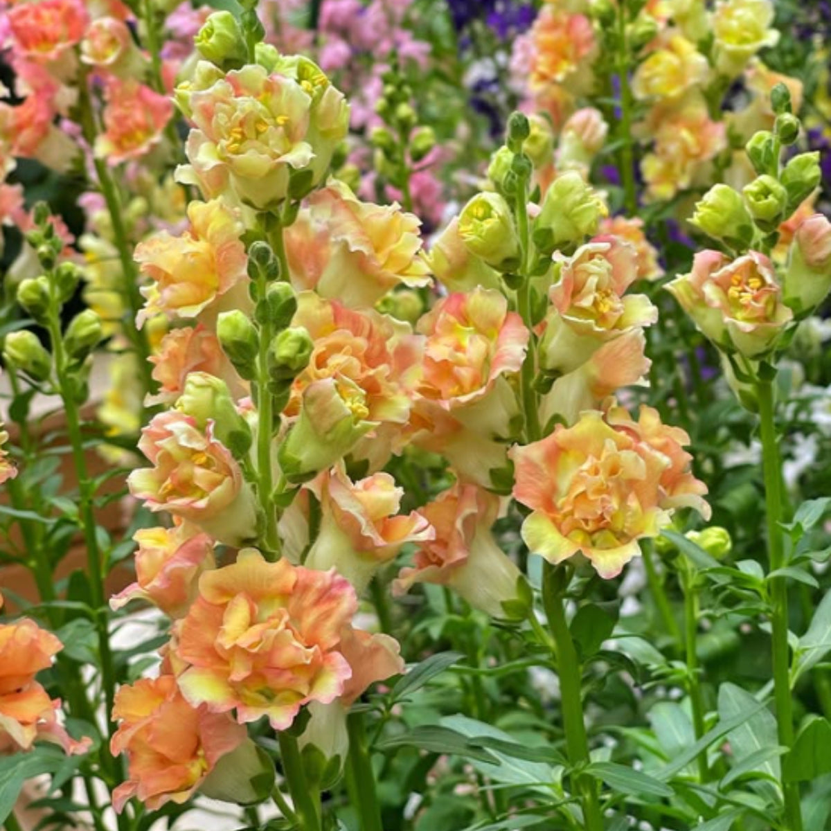 Madame Butterfly Bronze Snapdragon Seeds - Cold Resistant, 30 seeds