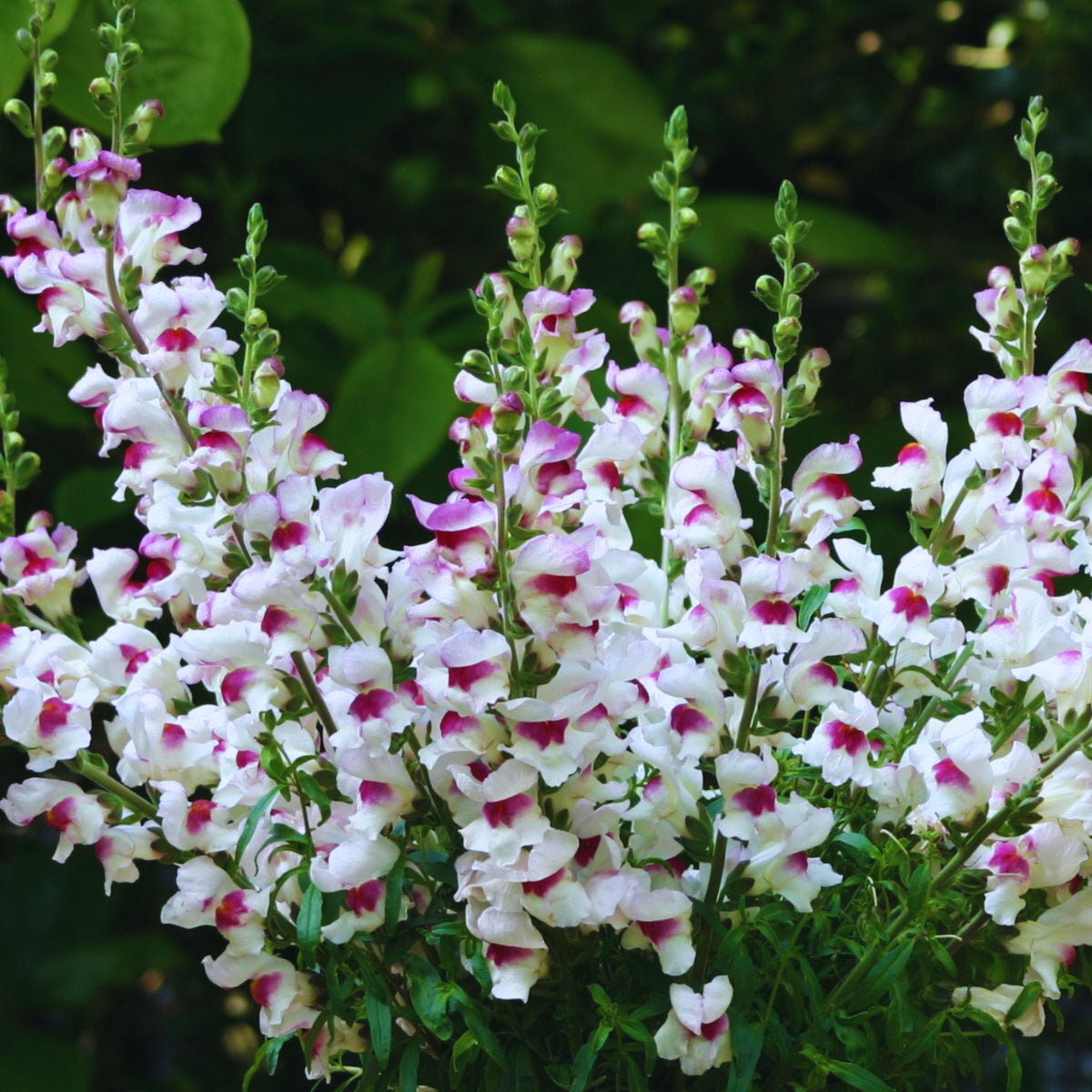 White Red Lucky Lips Snapdragons Seeds - Cold Resistant, 30 seeds